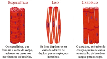 Sistema muscular - Tipos de tecidos musculares: Esquel&eacute;tico, Liso e Card&iacute;aco.